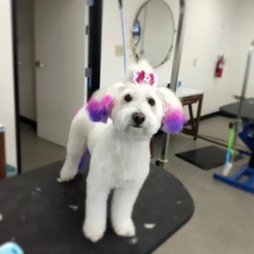 Dog with dyed pink and purple ears with pink bow on grooming table